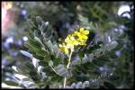 leaf and flower